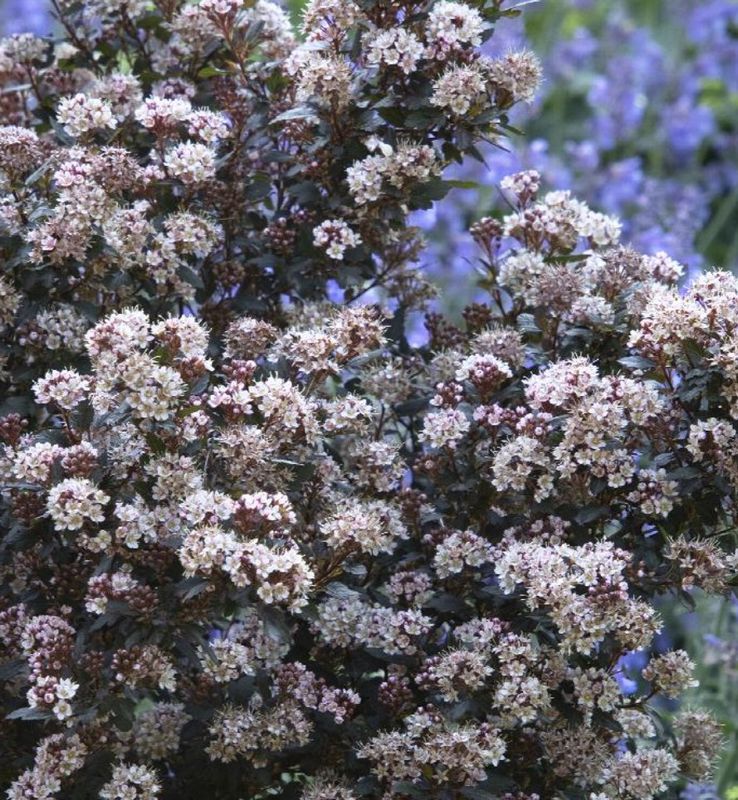 Physocarpus little joker 5 gal