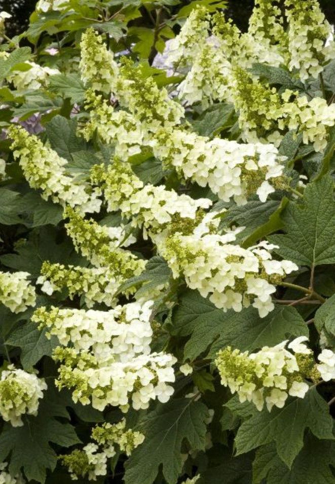 Hydrangea quer. Snow Queen 2 gal