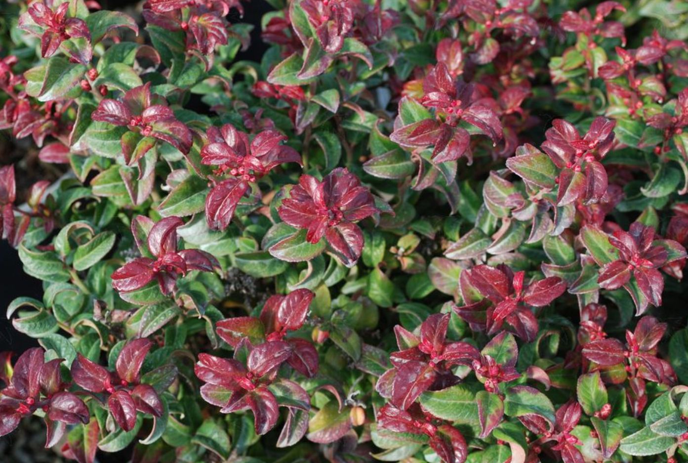 Leucothoe Twisting Red 1 gal