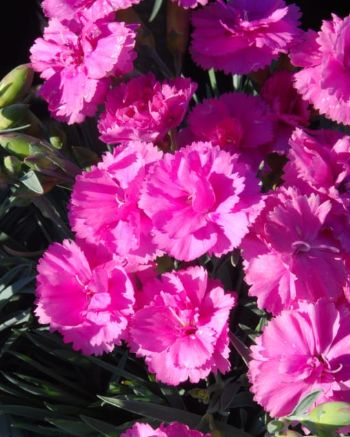 Dianthus Tickled Pink 1 gal