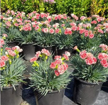Dianthus Coral Reef 1 gal