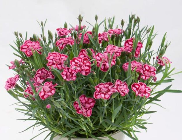 Dianthus Everlast Red &amp; Pink 1 gal