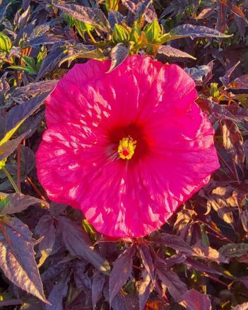 Hibiscus Summerific Evening Rose 3 gal