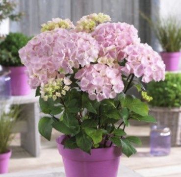 Hydrangea Onyx Flamingo 1 gal
