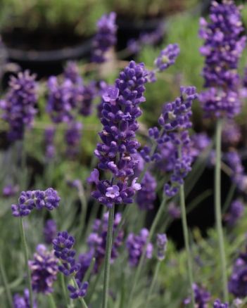 Lavender Ellagance Purple 1 gal