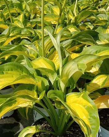 Hosta Etched Glass 1 gal