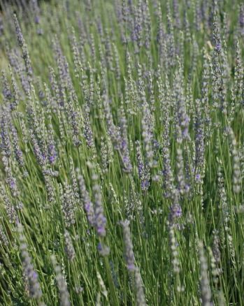 Lavender Provence 4"