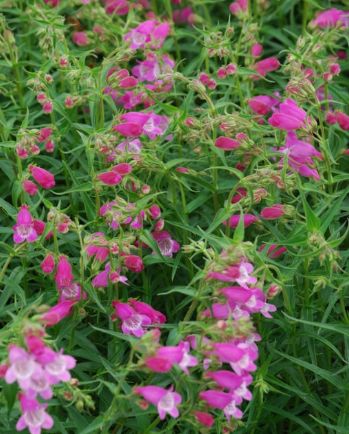Penstemon Red Rocks 4"