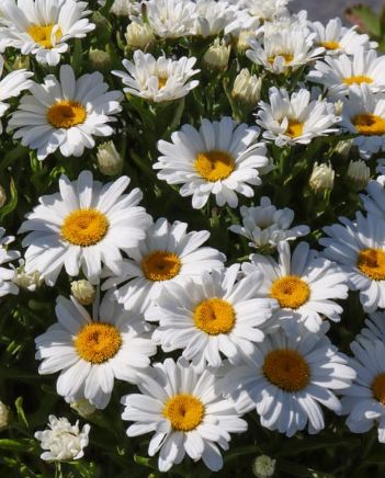 Shasta Daisy Leo 4"