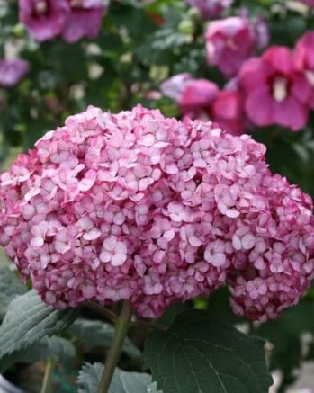 Hydrangea Invincibelle Mini Mauvette 2 gal