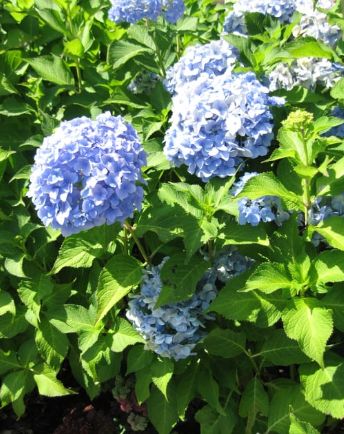 Hydrangea Nikko Blue 2 gal