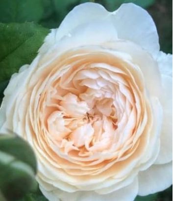 DA Rose Windermere 3 gal
