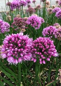 Allium Windy City Qt