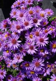 Aster Woods Purple 1 gal