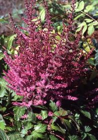 Astilbe Purpurkerze 1 gal