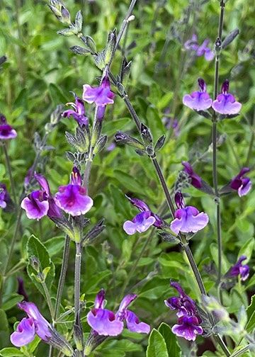 Salvia Oriental Dove 1 gal