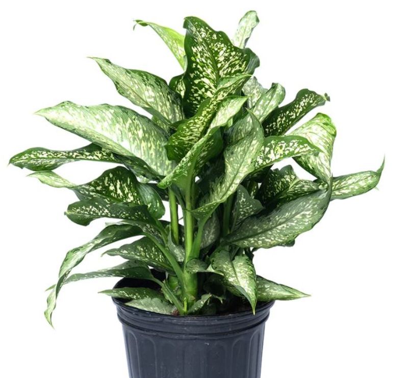 Dieffenbachia Tiki 10"