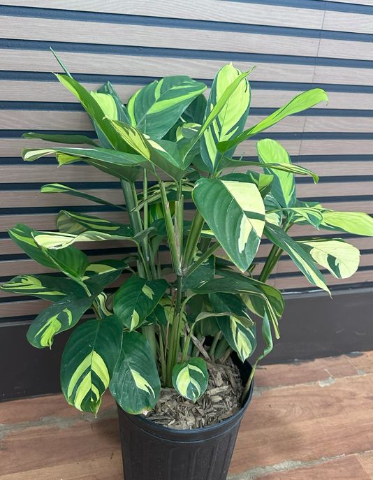Ctenanthe Golden Mosaic 10"