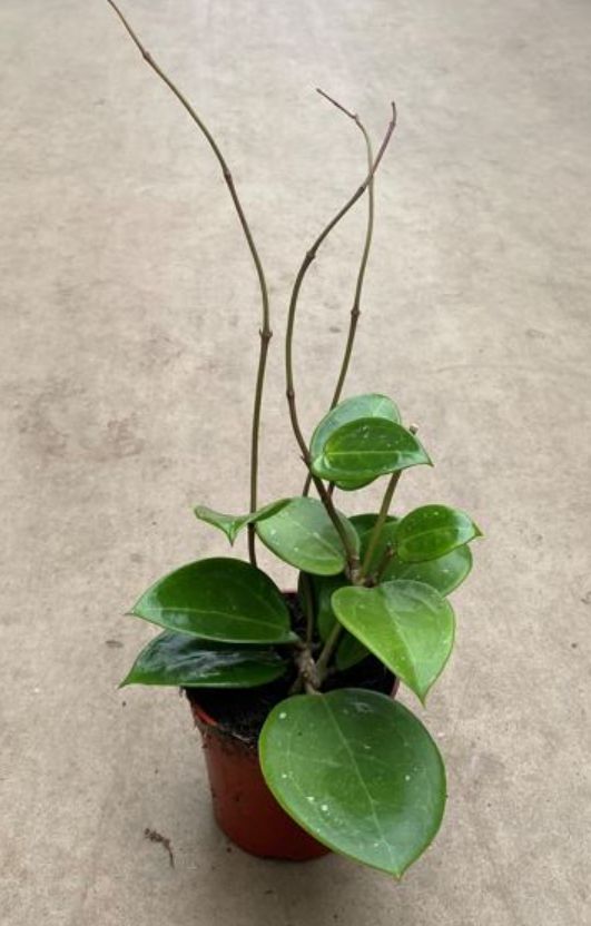 Hoya Tricolour 4"