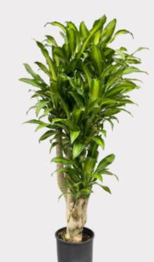 Dracaena Massangeana cane, 2PP 10"