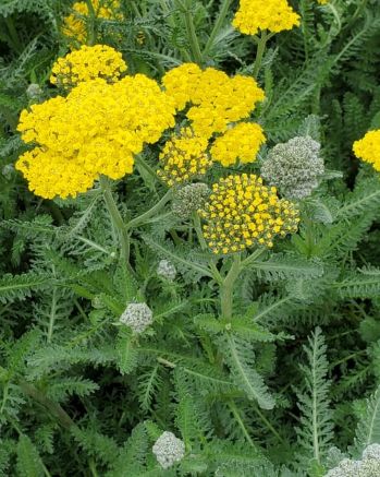 Achillea Little Moonshine 4"