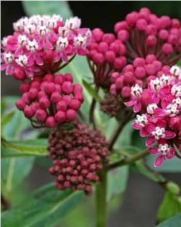 Milkweed Soulmate 1 gal