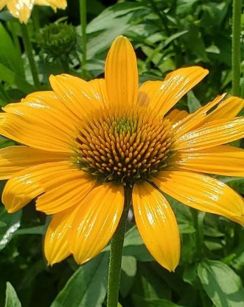 Echinacea Vintage Mango 1 gal