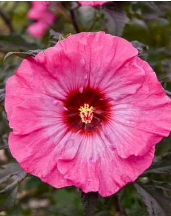 Hibiscus Inner Glow 3 gal