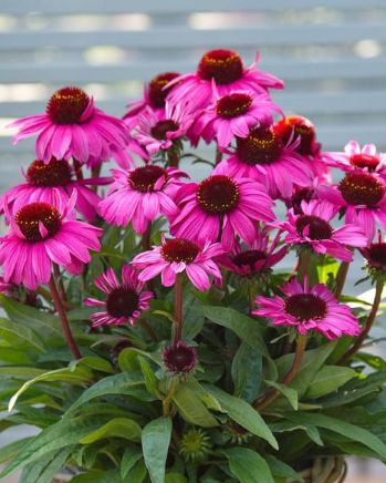 Echinacea Vintage Hot Pink 1 gal