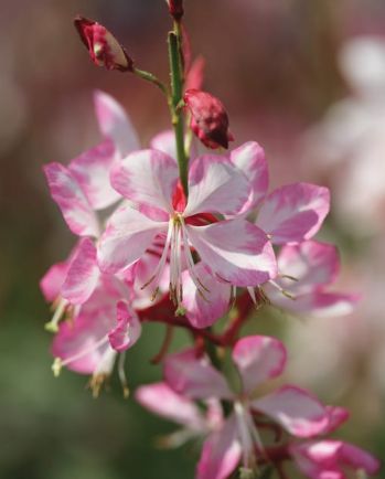 Gaura Wesgagabi Bicolor 1 gal