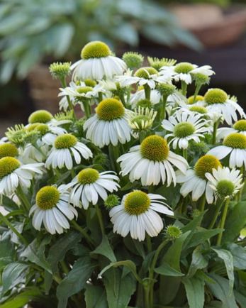Echinacea Vintage White 1 gal