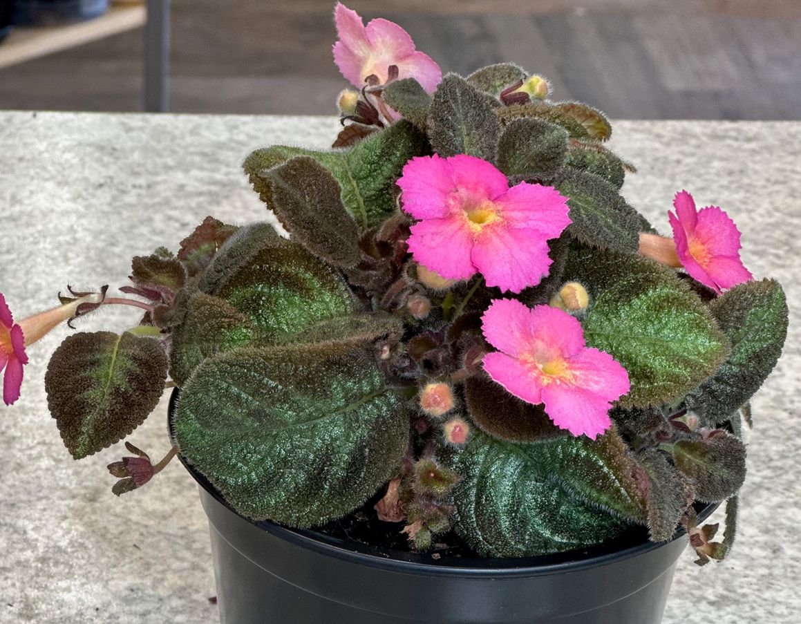 Episcia Pink Panther 5"