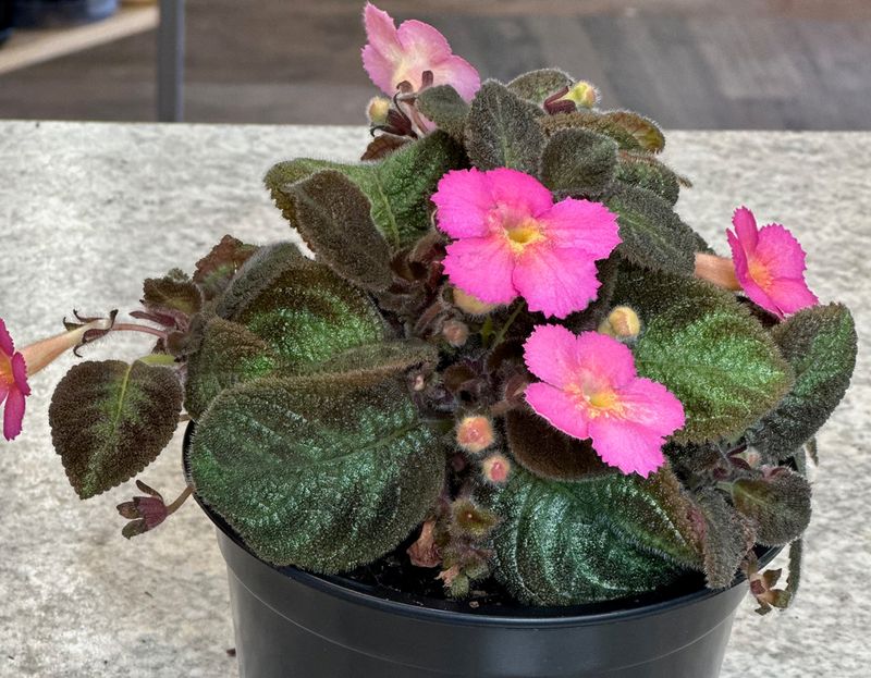 Episcia pink panther 6"