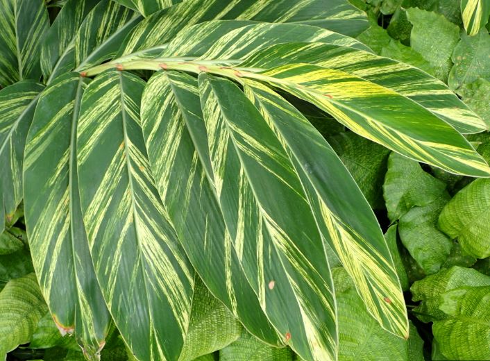 Alpinia Zerumbet variegatged 6"
