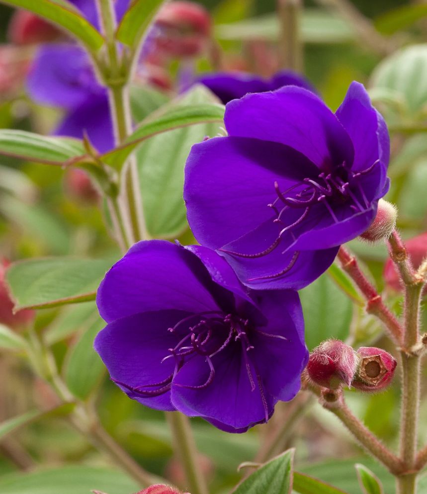 Tibouchina 8"