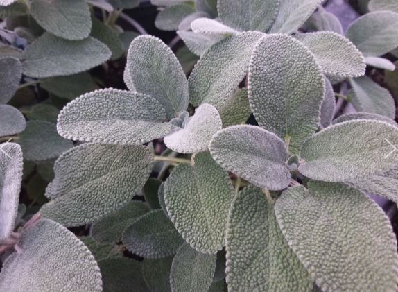 Sage Purple Org 4.5"