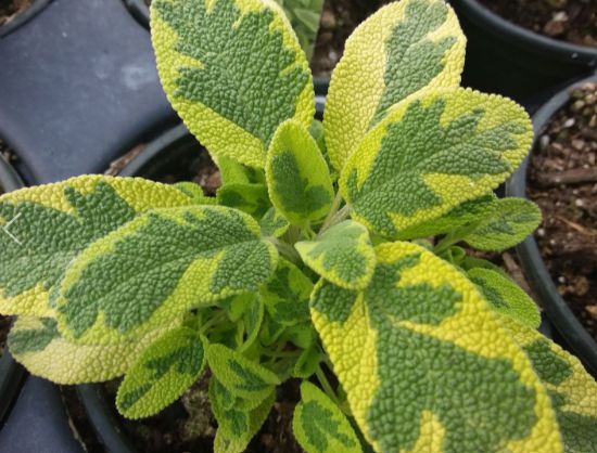 Sage Org Green &amp; Yellow 4.5"