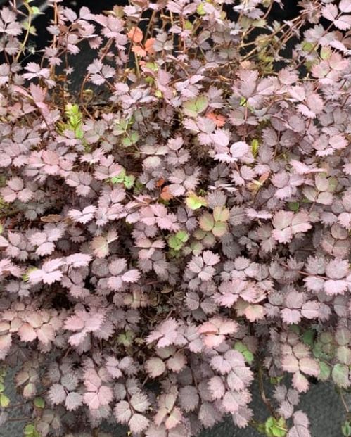 Purple New Zealand Bur 4"