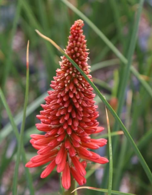 Kniphofia rockets red glare 1 gal