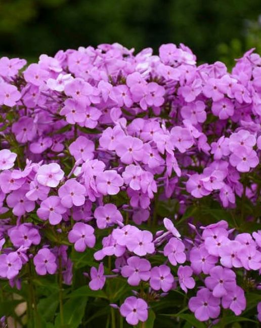 Phlox Early Princess 1 gal