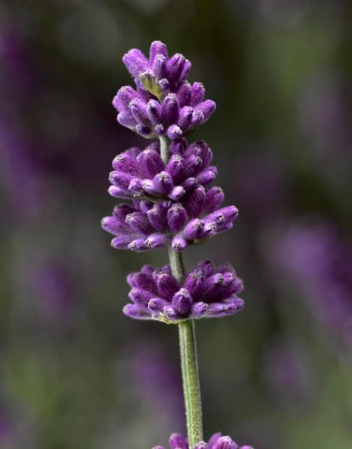 Lavender English Forte Blue 1 gal