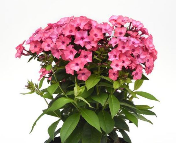 Phlox Super Ka Pow Coral 1 gal