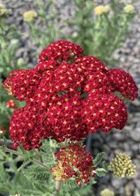 Yarrow Seduction Strawberry Qt