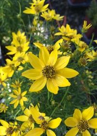 Coreopsis Tweety Qt