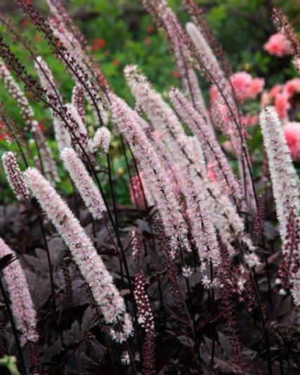 Actaea Pink Spike 1 gal