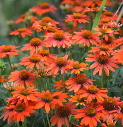 Echinacea orange sunset Quart