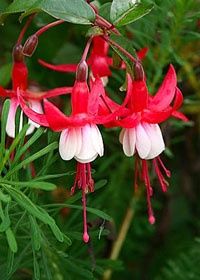 Fuchsia Santa Claus 1 gal