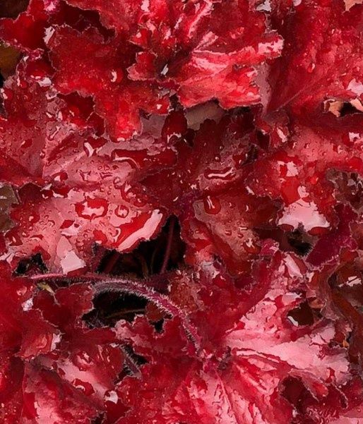 Heuchera Forever Red Quart