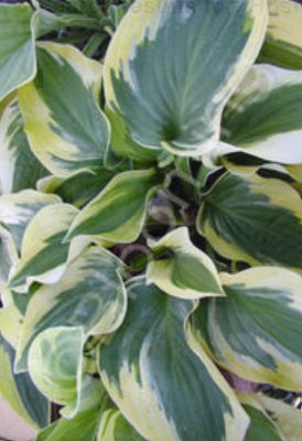 Hosta Wide Brim 1 gal