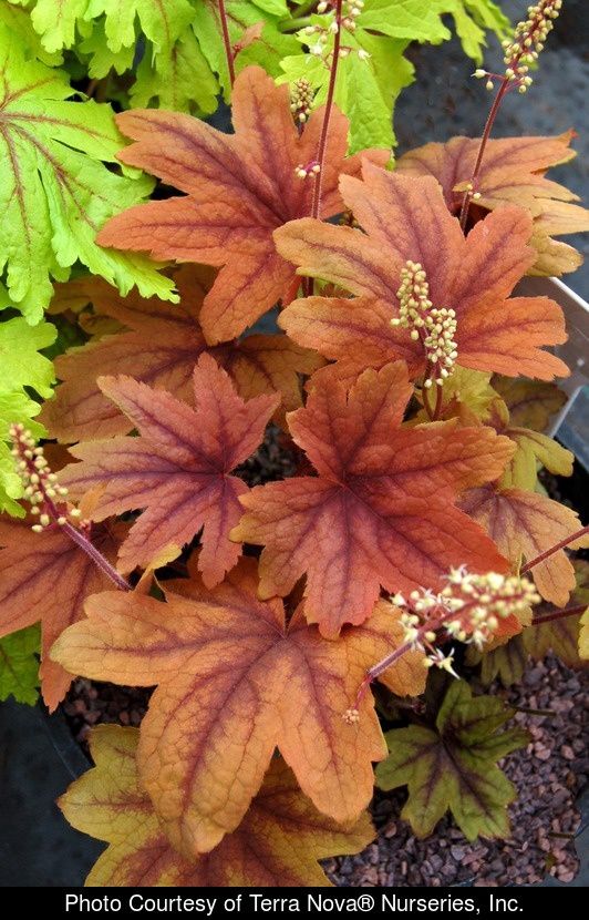Heucherella sweet tea Quart